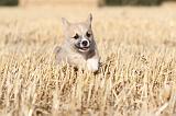 CORGI PEMBROKE 102